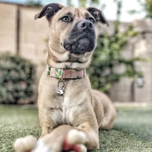 MATCO HEX DOG COLLAR TAG - view 3